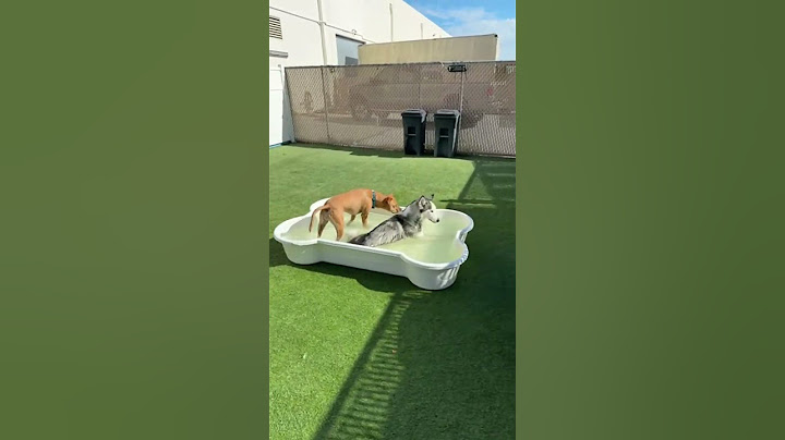 Would Your Dog Love This Doggy Pool Party?