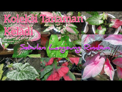 Video: Caladium, Jangan Bingung Dengan Cladium