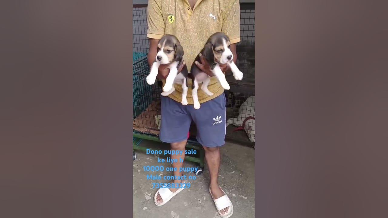 two puppy sale one puppy 10000 ka contact number 7355883329 - YouTube