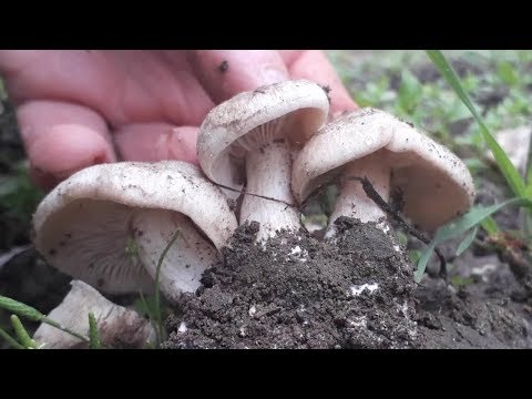 Video: Poisonous Entoloma: foto og beskrivelse av soppen