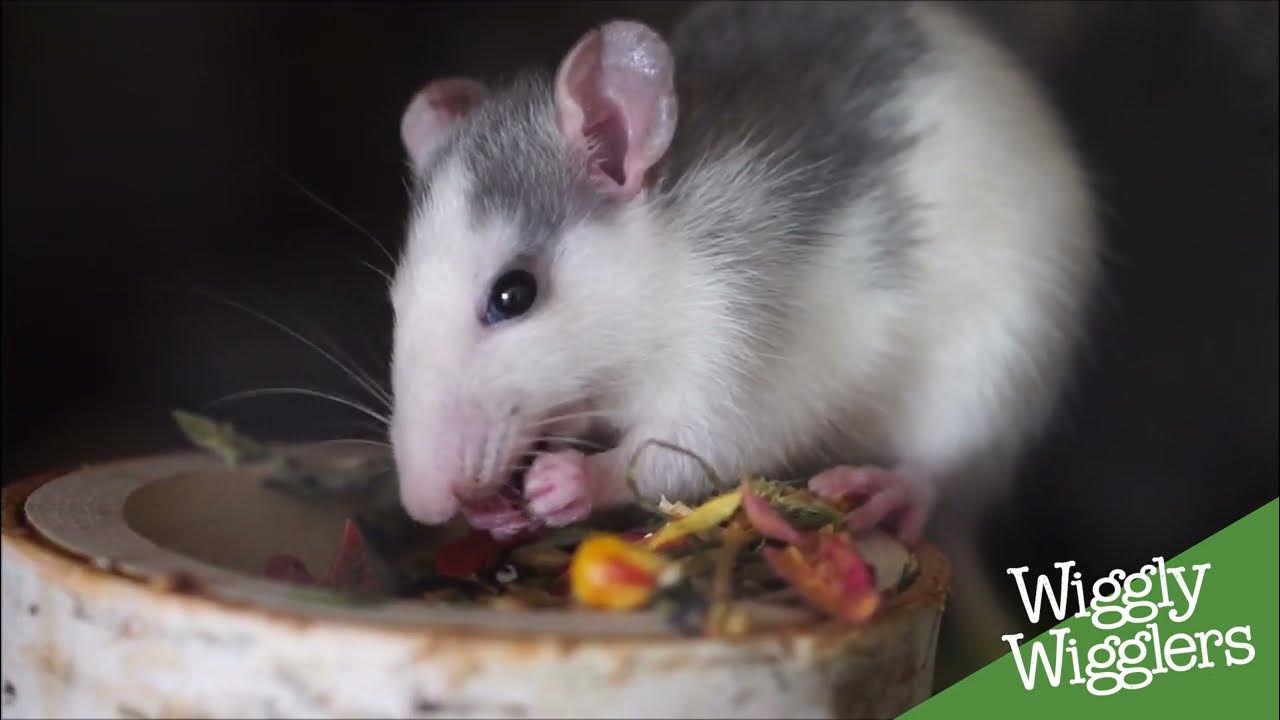 How to feed your garden birds without attracting rats YouTube
