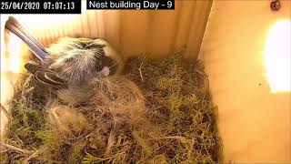 Nest building Day 9 Overview - LIVE Nestbox Cam