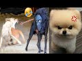 Tik Tok Chó Phốc Sóc Mini 😍 Funny and Cute Pomeranian #262