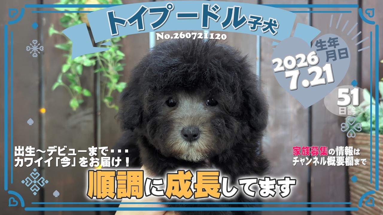 トイプードル子犬｜2026.7.21生（51日齢）②｜グレー｜男の子｜滋賀県