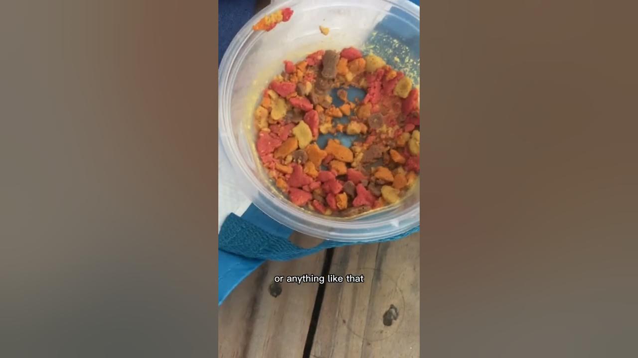 Part two of kitten rescue YouTube