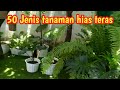 50 Jenis tanaman hias teras rumah.  jenis-jenis tanaman hias teras taman halaman depan rumah.