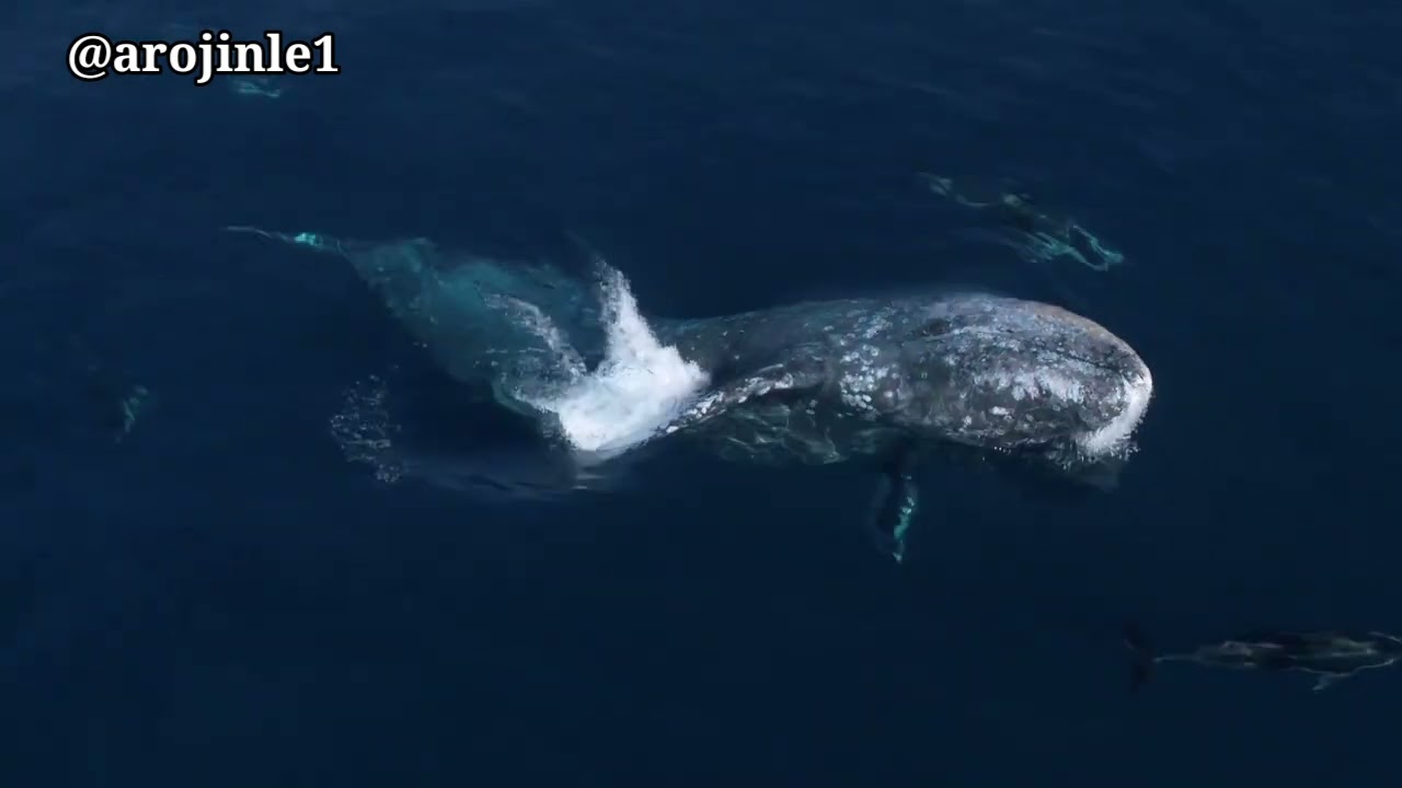 Ja Abuubutan Blue Whale 