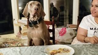 Dinner At The Human Table  Holder The Weimaraner 10/13/18