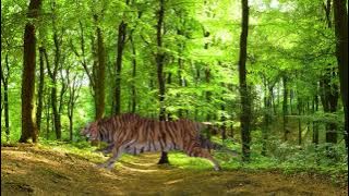 Tiger Sound Effects : Suara Harimau