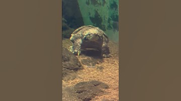 Rare underwater footage of Alligator Snapping Turtle. #turtle #rare #aquarium #underwater #predator