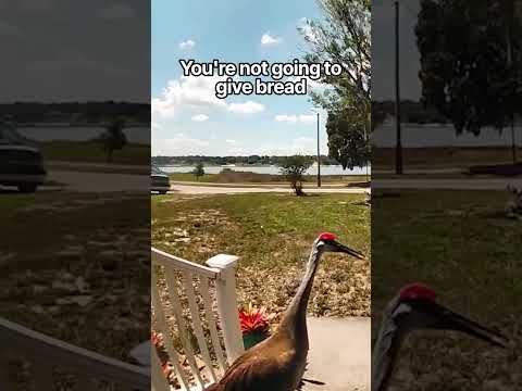 it's become a daily thing with him #trespassing #ringcam #securitycamera #animalencounters #shorts
