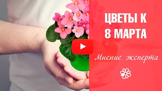 Цветы в подарок на 8 Марта ❤Что подарить?  выбираем подарки с хитсад ТВ