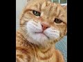 Cats for no reason