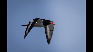 Strandskata/Eurasian Oystercatcher