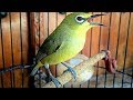 Apapun Pleci Anda Akan Langsung Merespon Dan Nyaut Efek Pancingan Pleci Ngotot Ini Mp3 - Mp4 Download