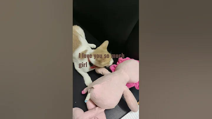 Video 4525791: funnycats funnycatvideos cutecat cat, funnycatvideos baby cat funnycats, cat funnycats animals cutecat, cat cutecat funny animal