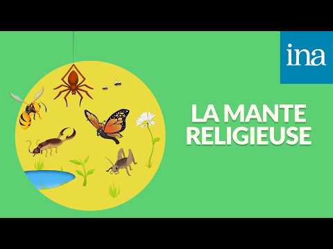 [P'tites bêtes] La Mante religieuse, une gourmande armée jusqu'aux dents