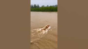 nước lũ dâng cao, chó mẹ liều mình cõng con vượt nguy hiểm đưa con vào bờ 😱 #concho #chocon #shorts