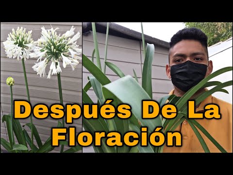 Vídeo: Por que as flores de agapanto ficam brancas?