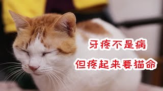 猫咪牙齿发炎稍微触碰一下都要大发雷霆