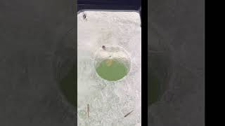 Northern Pike fishing