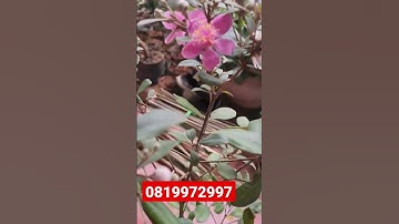 Các bác biết tạo cảnh cây sim giống không?