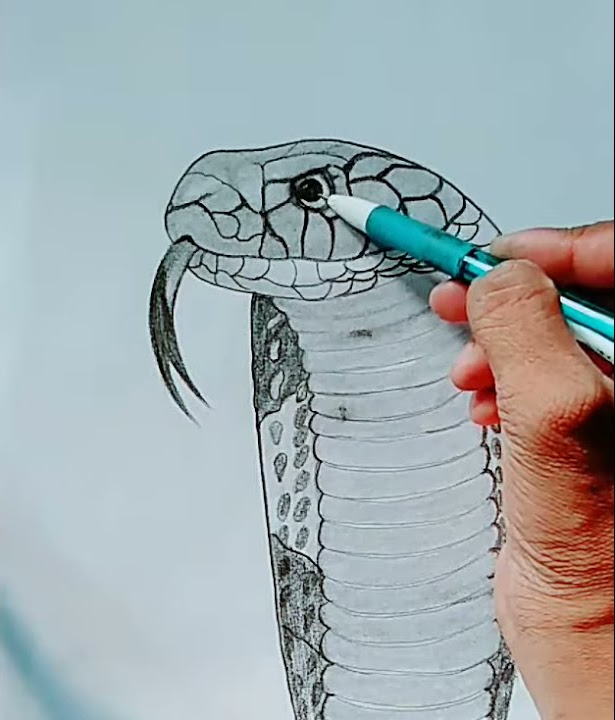 King cobra Snake 🐍 sketch by @ajitnaik_arts