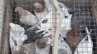 #Pigeons.Молодёжь для друзей из Москвы.