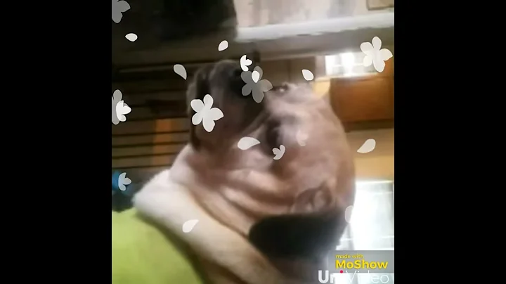 U must watch the greatest slideshow ever