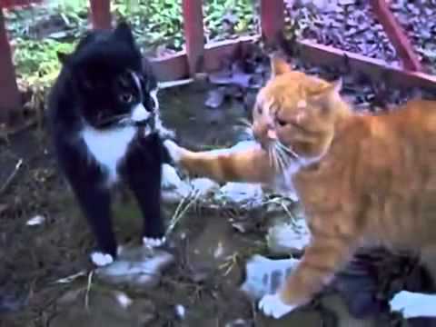 loud cat fight sounds