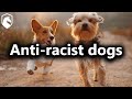 Anti-racism is false: An argument against Ibram X. Kendi (from Livestream #72)