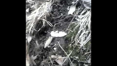 Killer hell gap cole county mo.