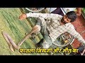 Acellate cobra snake catching in a Very dangerous situation with Amazing video