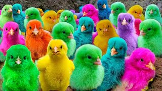 World Cute Chickens, Colorful Chickens, Rainbows Chickens, Cute Ducks, Cat, Rabbits,Cute Animals