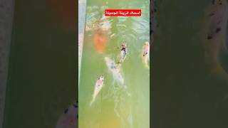 اغرب انواع الاسماك فى العالم اسماك الزينة Ornamental fish #shorts  زينة انواع اسماك الزينة #foryou