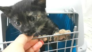 КОТЕНОК ПОКИДАЕТ НАС. ПРОЩАЙ, МАЛЫШ.. КОТЕНОК ПОКИДАЕТ НАС. ПРОЩАЙ, МАЛЫШ..