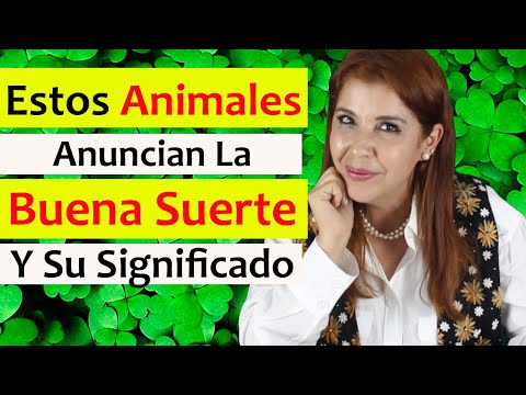 🤞 10 ANIMALES que ANUNCIAN la BUENA SUERTE y su SIGNIFICADO: CATARINA, RANA, COLIBRÍ, PERRO, GATO 🍀 hqdefault
