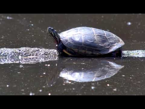 Video: Geschilderde Schildpad - Chrysemys Picta Reptielenras Hypoallergeen, Gezondheid En Levensduur