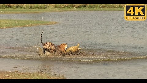 Rare video of Wild Tigress chasing and hunting down a soft shelled turtle | BBC Earth | Ranthambore