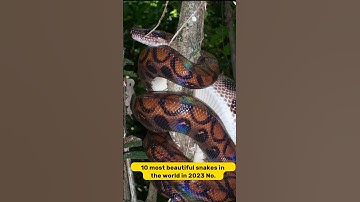 10 Most Beautiful Snakes In The World In 2023