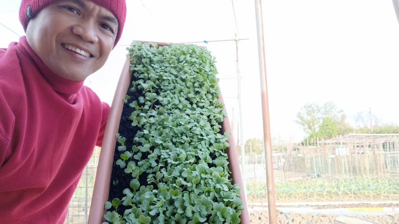 Preparing for petchay/cabbage plot soil # mixing natural fertilizer ...