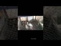 House of chicken's | hens | farm  #shorts