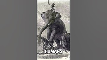 Execution by Elephants: The Darkest Punishment in History!
