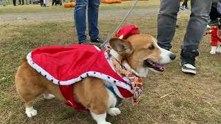 Stumpkins in the Pumpkin Patch (Fall FRAP Pack Corgi Meetup!) by The Stumpy Brigade 90 views 1 year ago 4 minutes, 27 seconds