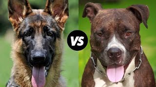 Pitbull Vs Belgian Malinois | Which Dog Breed Is Best For You And Why [Belgian Malinois Vs Pitbull] by Dogs Junction 208 views 2 years ago 3 minutes, 18 seconds