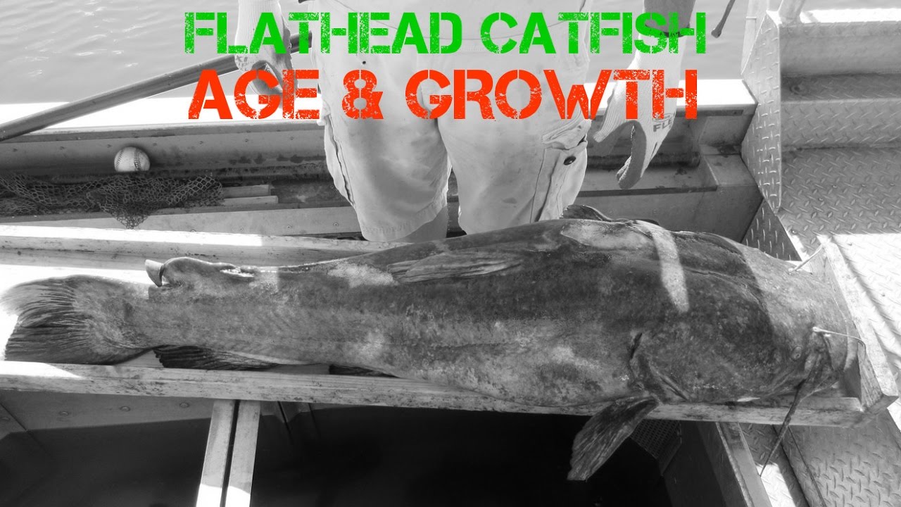 Red Catfish Growth Chart