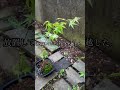 ロバ子の植物園 盆栽チルタイム