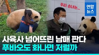 중국서 사육사 공격한 판다 남매…푸바오도 화나면 저럴까? / 연합뉴스 (Yonhapnews)