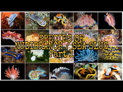 PART 1 - TYPES OF NUDIBRANCH / SEASLUG (160 SPECIES)