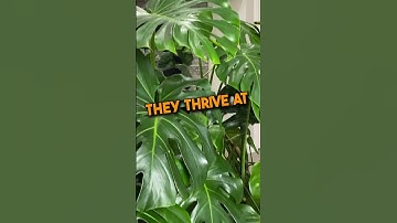 Monstera Deliciosa Verzorgingstype